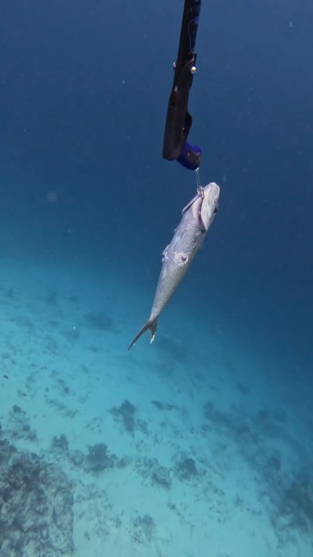 Jobfish
