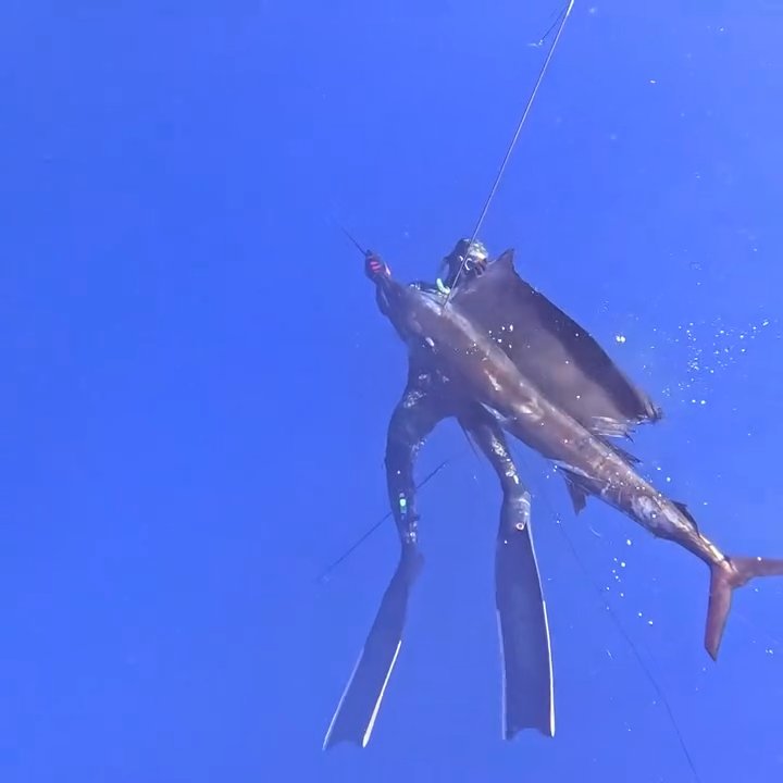 Sailfish
