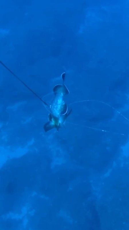 Dusky Grouper