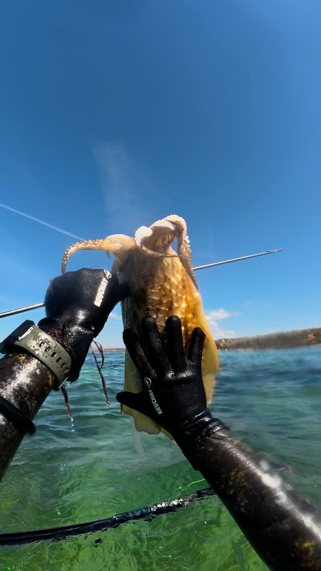 Cuttlefish