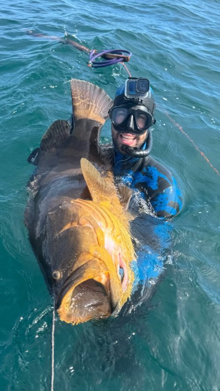 Goliath Grouper