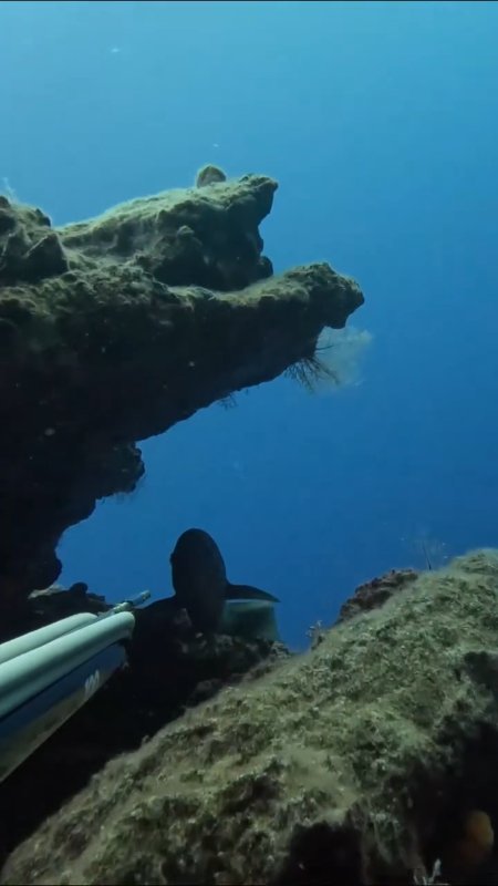 White Grouper