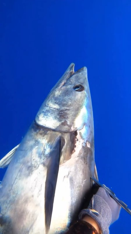 Wahoo