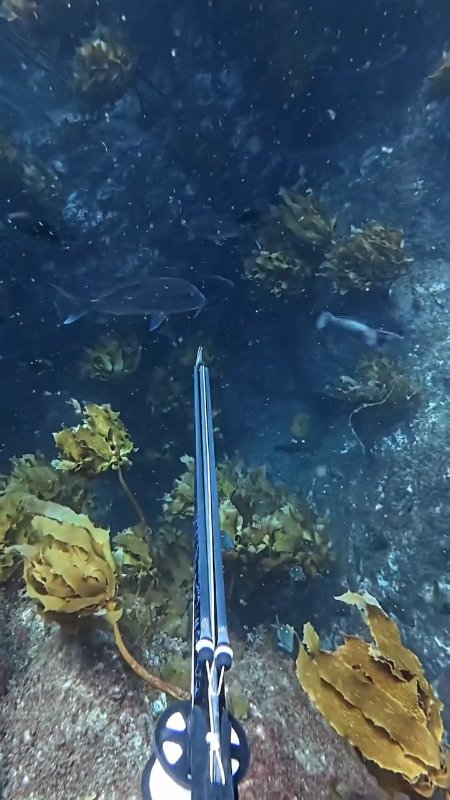 Snapper (Australasian)
